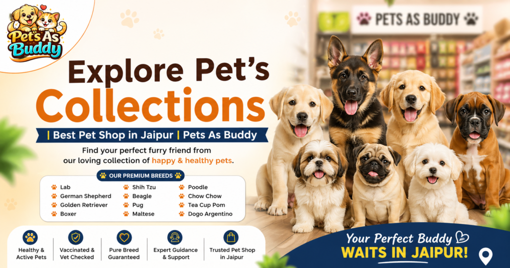 Explore Pet’s Collections