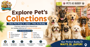 Explore Pet’s Collections