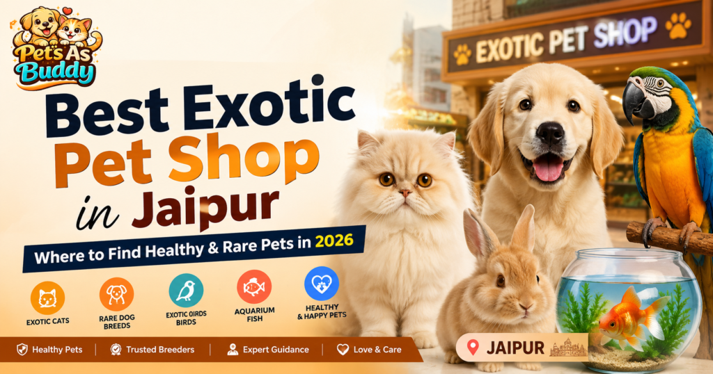 Golden Retriever puppy, Persian cat, rabbit, macaw parrot, and goldfish promoting the best exotic pet shop in Jaipur with healthy and rare pets.