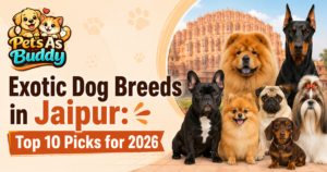 Exotic dog breeds in Jaipur including Chow Chow, Doberman, French Bulldog, Pomeranian, Pug, Dachshund and Shih Tzu at Pets As Buddy.